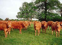 LES PATURES : VIANDE DE BOEUF - Bouère