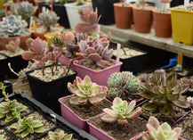 Simplement Succulentes - Houssay