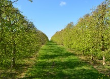 PRODUITS CIDRICOLES - LES VERGERS DE LA ROUERIE - Gennes-Longuefuye