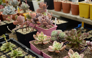 Simplement Succulentes - Houssay