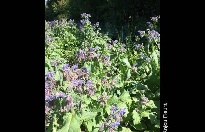 ANJOU FLEURS 3 - Saint-Denis-d'Anjou