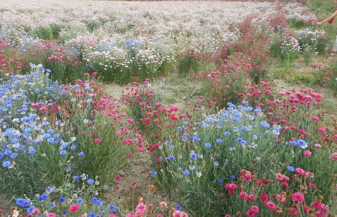 ANJOU FLEURS 4 - Saint-Denis-d'Anjou