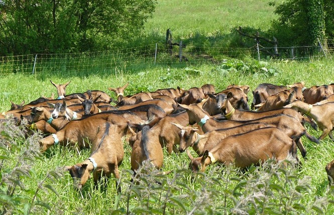 FROMAGES DE CHEVRE - FERME LA BASSE BEUVRIE 3 - Prée-d'Anjou