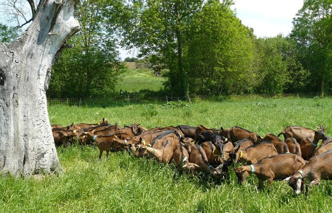 FROMAGES DE CHEVRE - FERME LA BASSE BEUVRIE 5 - Prée-d'Anjou