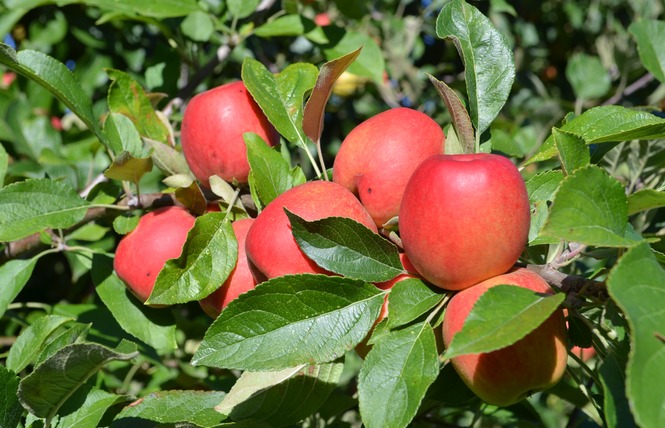 PRODUITS CIDRICOLES - LES VERGERS DE LA ROUERIE 4 - Gennes-Longuefuye