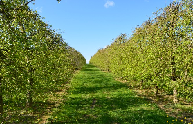 PRODUITS CIDRICOLES - LES VERGERS DE LA ROUERIE 1 - Gennes-Longuefuye