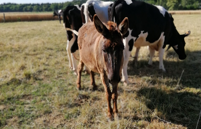 LE VERGER, GÎTE JUSQU'À 8 PERSONNES 49 - Marigné-Peuton