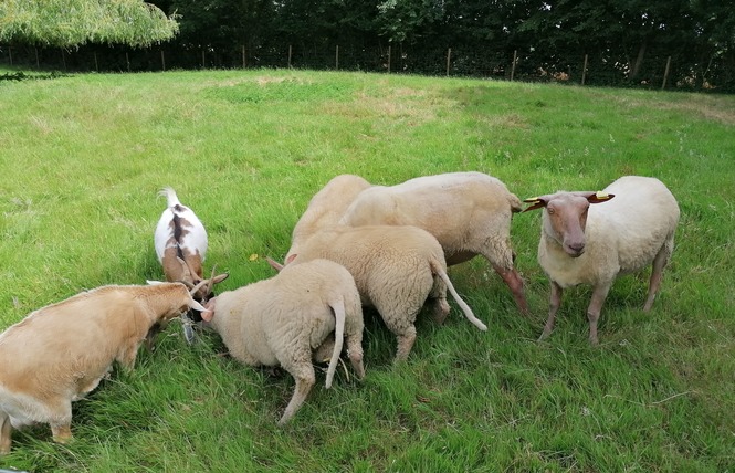 LA ROSE TRÉMIÈRE 22 - Cossé-le-Vivien