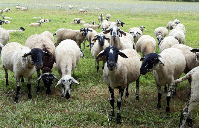 VISITE FERME PÉDAGOGIQUE VILLETTE EN DIRECT 5 - Gennes-Longuefuye