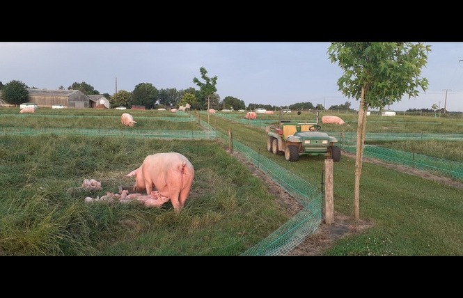 FERME  DES GOUSSIERES (PORCS ET ESCARGOTS ) 5 - Fontaine-Couverte