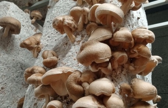 LES CHAMPIGNONS DE FROID-FONDS 4 - Ruillé-Froid-Fonds