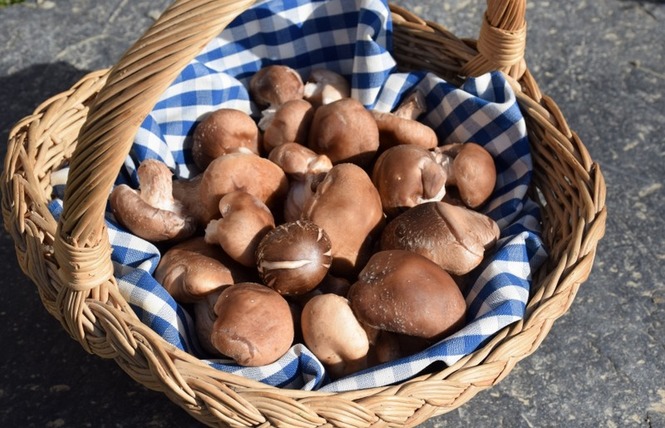 LES CHAMPIGNONS DE FROID-FONDS 2 - Ruillé-Froid-Fonds