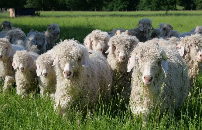 Noël à la ferme - Mohair du Maine 3 - La Bazouge-de-Chemeré