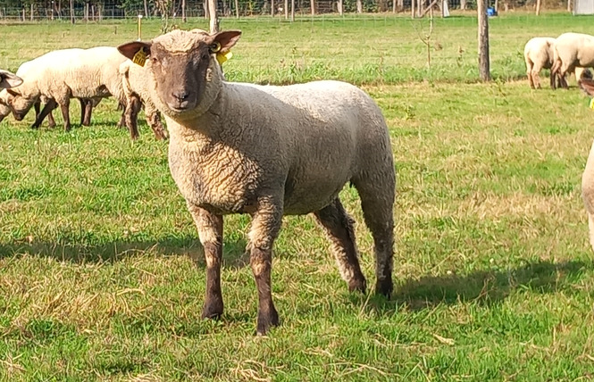 VISITE FERME PÉDAGOGIQUE VILLETTE EN DIRECT 3 - Gennes-Longuefuye