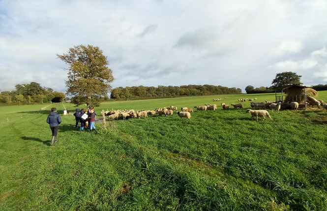 VISITE FERME PÉDAGOGIQUE VILLETTE EN DIRECT 6 - Gennes-Longuefuye