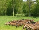 FROMAGES DE CHEVRE - FERME LA BASSE BEUVRIE 4 - Prée-d'Anjou