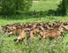 FROMAGES DE CHEVRE - FERME LA BASSE BEUVRIE 3 - Prée-d'Anjou