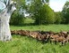 FROMAGES DE CHEVRE - FERME LA BASSE BEUVRIE 5 - Prée-d'Anjou