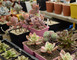 Simplement Succulentes 1 - Houssay